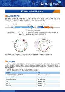 病毒包裝相關(guān)試劑盒及一站式服務(wù) 為科研保駕護(hù)航